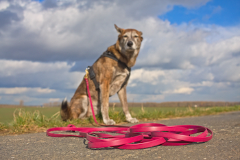 Very long dog clearance leash